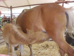 phoca_thumb_l_fotosnoviembre2012 2356